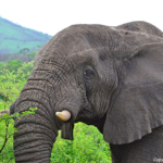 Olifanten in Hluhluwe-Imfolozi Game Reserve<br/>Copyright © JTravel.nl Olifanten in Hluhluwe-Imfolozi Game Reserve / Copyright © JTravel.nl