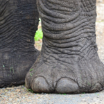 Olifantspoten in Hluhluwe-Imfolozi Game Reserve<br/>Copyright © JTravel.nl Olifantspoten in Hluhluwe-Imfolozi Game Reserve / Copyright © JTravel.nl