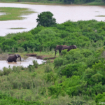 Hier waren de olifanten naar onderweg in Hluhluwe-Imfolozi Game Reserve<br/>Copyright © JTravel.nl Hier waren de olifanten naar onderweg in Hluhluwe-Imfolozi Game Reserve / Copyright © JTravel.nl
