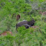 Nyala en kudu's in Hluhluwe-Imfolozi Game Reserve<br/>Copyright © JTravel.nl Nyala en kudu's in Hluhluwe-Imfolozi Game Reserve / Copyright © JTravel.nl