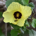 Hibiscusplant in Hluhluwe-Imfolozi Game Reserve<br/>Copyright © JTravel.nl Hibiscusplant in Hluhluwe-Imfolozi Game Reserve / Copyright © JTravel.nl