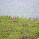 Leeuwen in Hluhluwe-Imfolozi Game Reserve<br/>Copyright © JTravel.nl Leeuwen in Hluhluwe-Imfolozi Game Reserve / Copyright © JTravel.nl