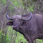 Buffel in Hluhluwe-Imfolozi Game Reserve<br/>Copyright © JTravel.nl Buffel in Hluhluwe-Imfolozi Game Reserve / Copyright © JTravel.nl