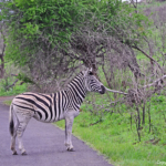 Zebra in Hluhluwe-Imfolozi Game Reserve<br/>Copyright © JTravel.nl Zebra in Hluhluwe-Imfolozi Game Reserve / Copyright © JTravel.nl