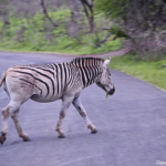Zebra in Hluhluwe-Imfolozi Game Reserve<br/>Copyright © JTravel.nl Zebra in Hluhluwe-Imfolozi Game Reserve / Copyright © JTravel.nl