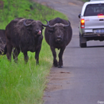 Buffels in Hluhluwe-Imfolozi Game Reserve<br/>Copyright © JTravel.nl Buffels in Hluhluwe-Imfolozi Game Reserve / Copyright © JTravel.nl
