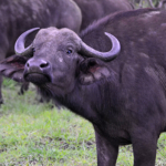 Buffels in Hluhluwe-Imfolozi Game Reserve<br/>Copyright © JTravel.nl Buffels in Hluhluwe-Imfolozi Game Reserve / Copyright © JTravel.nl