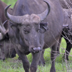 Buffels in Hluhluwe-Imfolozi Game Reserve<br/>Copyright © JTravel.nl Buffels in Hluhluwe-Imfolozi Game Reserve / Copyright © JTravel.nl