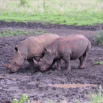 Witte neushoorns in Hluhluwe-Imfolozi Game Reserve<br/>Copyright © JTravel.nl Witte neushoorns in Hluhluwe-Imfolozi Game Reserve / Copyright © JTravel.nl