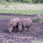 Witte neushoorns in Hluhluwe-Imfolozi Game Reserve<br/>Copyright © JTravel.nl Witte neushoorns in Hluhluwe-Imfolozi Game Reserve / Copyright © JTravel.nl