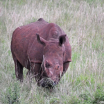 Witte neushoorn in Hluhluwe-Imfolozi Game Reserve<br/>Copyright © JTravel.nl Witte neushoorn in Hluhluwe-Imfolozi Game Reserve / Copyright © JTravel.nl