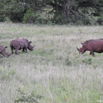 Witte neushoorns in Hluhluwe-Imfolozi Game Reserve<br/>Copyright © JTravel.nl Witte neushoorns in Hluhluwe-Imfolozi Game Reserve / Copyright © JTravel.nl