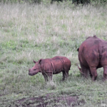 Witte neushoorns in Hluhluwe-Imfolozi Game Reserve<br/>Copyright © JTravel.nl Witte neushoorns in Hluhluwe-Imfolozi Game Reserve / Copyright © JTravel.nl