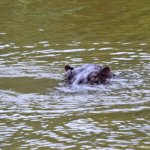 Nijlpaard in iSimangaliso Wetland Park nabij St. Lucia<br/>Copyright © JTravel.nl Nijlpaard in iSimangaliso Wetland Park nabij St. Lucia / Copyright © JTravel.nl