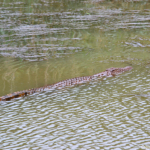 Krokodil in iSimangaliso Wetland Park nabij St. Lucia<br/>Copyright © JTravel.nl Krokodil in iSimangaliso Wetland Park nabij St. Lucia / Copyright © JTravel.nl