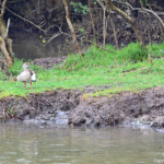 Nijlgans in iSimangaliso Wetland Park nabij St. Lucia<br/>Copyright © JTravel.nl Nijlgans in iSimangaliso Wetland Park nabij St. Lucia / Copyright © JTravel.nl