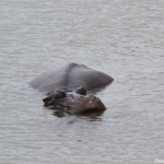 Nijlpaard in iSimangaliso Wetland Park nabij St. Lucia<br/>Copyright © JTravel.nl Nijlpaard in iSimangaliso Wetland Park nabij St. Lucia / Copyright © JTravel.nl