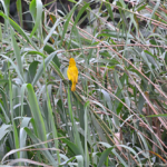 Brilwever in iSimangaliso Wetland Park nabij St. Lucia<br/>Copyright © JTravel.nl Brilwever in iSimangaliso Wetland Park nabij St. Lucia / Copyright © JTravel.nl