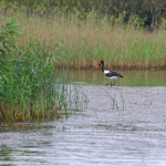 Zadelbekooievaar in iSimangaliso Wetland Park nabij St. Lucia<br/>Copyright © JTravel.nl Zadelbekooievaar in iSimangaliso Wetland Park nabij St. Lucia / Copyright © JTravel.nl