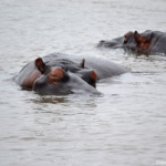 Nijlpaarden in iSimangaliso Wetland Park nabij St. Lucia<br/>Copyright © JTravel.nl Nijlpaarden in iSimangaliso Wetland Park nabij St. Lucia / Copyright © JTravel.nl