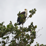 Afrikaanse visarend in iSimangaliso Wetland Park nabij St. Lucia<br/>Copyright © JTravel.nl Afrikaanse visarend in iSimangaliso Wetland Park nabij St. Lucia / Copyright © JTravel.nl