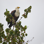 Afrikaanse visarend in iSimangaliso Wetland Park nabij St. Lucia<br/>Copyright © JTravel.nl Afrikaanse visarend in iSimangaliso Wetland Park nabij St. Lucia / Copyright © JTravel.nl