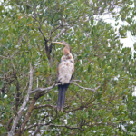 Juveniel aalscholver in iSimangaliso Wetland Park nabij St. Lucia<br/>Copyright © JTravel.nl Juveniel aalscholver in iSimangaliso Wetland Park nabij St. Lucia / Copyright © JTravel.nl