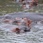 Nijlpaarden in iSimangaliso Wetland Park nabij St. Lucia<br/>Copyright © JTravel.nl Nijlpaarden in iSimangaliso Wetland Park nabij St. Lucia / Copyright © JTravel.nl