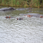 Nijlpaarden in iSimangaliso Wetland Park nabij St. Lucia<br/>Copyright © JTravel.nl Nijlpaarden in iSimangaliso Wetland Park nabij St. Lucia / Copyright © JTravel.nl