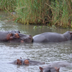 Nijlpaarden in iSimangaliso Wetland Park nabij St. Lucia<br/>Copyright © JTravel.nl Nijlpaarden in iSimangaliso Wetland Park nabij St. Lucia / Copyright © JTravel.nl
