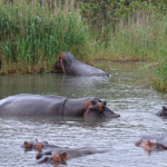 Nijlpaarden in iSimangaliso Wetland Park nabij St. Lucia<br/>Copyright © JTravel.nl Nijlpaarden in iSimangaliso Wetland Park nabij St. Lucia / Copyright © JTravel.nl