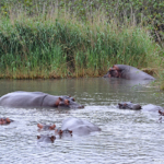 Nijlpaarden in iSimangaliso Wetland Park nabij St. Lucia<br/>Copyright © JTravel.nl Nijlpaarden in iSimangaliso Wetland Park nabij St. Lucia / Copyright © JTravel.nl