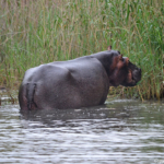 Nijlpaarden in iSimangaliso Wetland Park nabij St. Lucia<br/>Copyright © JTravel.nl Nijlpaarden in iSimangaliso Wetland Park nabij St. Lucia / Copyright © JTravel.nl