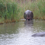 Nijlpaarden in iSimangaliso Wetland Park nabij St. Lucia<br/>Copyright © JTravel.nl Nijlpaarden in iSimangaliso Wetland Park nabij St. Lucia / Copyright © JTravel.nl