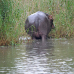 Nijlpaard in iSimangaliso Wetland Park nabij St. Lucia<br/>Copyright © JTravel.nl Nijlpaard in iSimangaliso Wetland Park nabij St. Lucia / Copyright © JTravel.nl