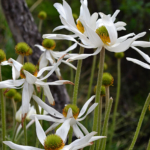 Bloemen in de Drakensbergen<br/>Copyright © JTravel.nl Bloemen in de Drakensbergen / Copyright © JTravel.nl