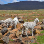Schapen op de top van Sani Pass / Copyright © JTravel.nl Schapen op de top van Sani Pass / Copyright © JTravel.nl