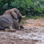 Olifant in het Addo Elephant National Park<br/>Copyright © JTravel.nl Olifant in het Addo Elephant National Park / Copyright © JTravel.nl