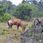 Rode hartebeest in het Addo Elephant National Park<br/>Copyright © JTravel.nl Rode hartebeest in het Addo Elephant National Park / Copyright © JTravel.nl