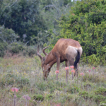 Rode hartebeest in het Addo Elephant National Park<br/>Copyright © JTravel.nl Rode hartebeest in het Addo Elephant National Park / Copyright © JTravel.nl