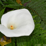 Callalelie in het Tsitsikamma National Park<br/>Copyright © JTravel.nl Callalelie in het Tsitsikamma National Park / Copyright © JTravel.nl
