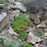 Dassies in het Tsitsikamma National Park<br/>Copyright © JTravel.nl Dassies in het Tsitsikamma National Park / Copyright © JTravel.nl