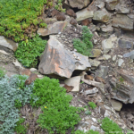 Dassies in het Tsitsikamma National Park<br/>Copyright © JTravel.nl Dassies in het Tsitsikamma National Park / Copyright © JTravel.nl