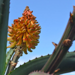 Aloeplant bij de parkeerplaats bij het Tsitsikamma National Park<br/>Copyright © JTravel.nl Aloeplant bij de parkeerplaats bij het Tsitsikamma National Park / Copyright © JTravel.nl