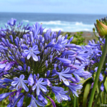 Agapanthus bij de parkeerplaats bij het Tsitsikamma National Park<br/>Copyright © JTravel.nl Agapanthus bij de parkeerplaats bij het Tsitsikamma National Park / Copyright © JTravel.nl