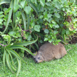 Dassie bij de parkeerplaats bij het Tsitsikamma National Park<br/>Copyright © JTravel.nl Dassie bij de parkeerplaats bij het Tsitsikamma National Park / Copyright © JTravel.nl
