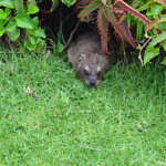 Dassie bij de parkeerplaats bij het Tsitsikamma National Park<br/>Copyright © JTravel.nl Dassie bij de parkeerplaats bij het Tsitsikamma National Park / Copyright © JTravel.nl