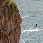Dolfijn bij de grot in het Featherbed Nature Reserve<br/>Copyright © JTravel.nl Dolfijn bij de grot in het Featherbed Nature Reserve / Copyright © JTravel.nl