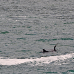 Dolfijn bij de grot in het Featherbed Nature Reserve<br/>Copyright © JTravel.nl Dolfijn bij de grot in het Featherbed Nature Reserve / Copyright © JTravel.nl