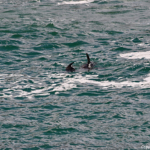 Dolfijnen bij de grot in het Featherbed Nature Reserve<br/>Copyright © JTravel.nl Dolfijnen bij de grot in het Featherbed Nature Reserve / Copyright © JTravel.nl